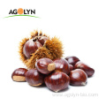 High Quality Roasted Peeled Chestnuts for Snacks